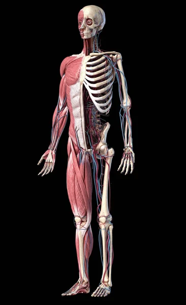 Ανθρώπινο σκελετό ολόκληρου του σώματος με μύες, φλέβες και αρτηρίες. 3D — Φωτογραφία Αρχείου
