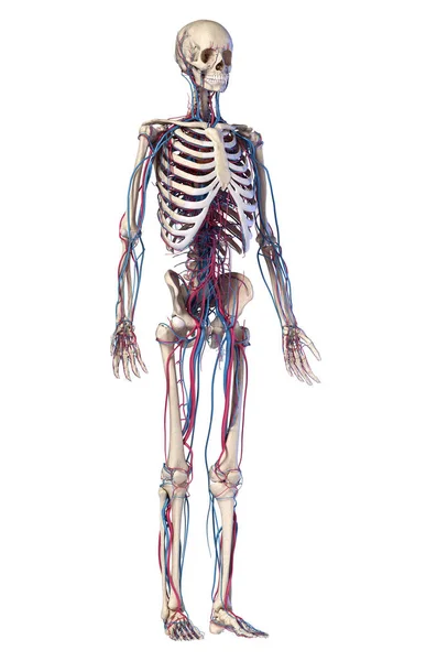 Human body anatomy. Skeleton with veins and arteries. Front perspective view. — Stock Photo, Image