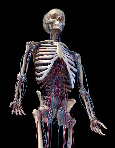 Людський скелет з венами та артеріями. 3/4 верхня частина, передня частина . — стокове фото
