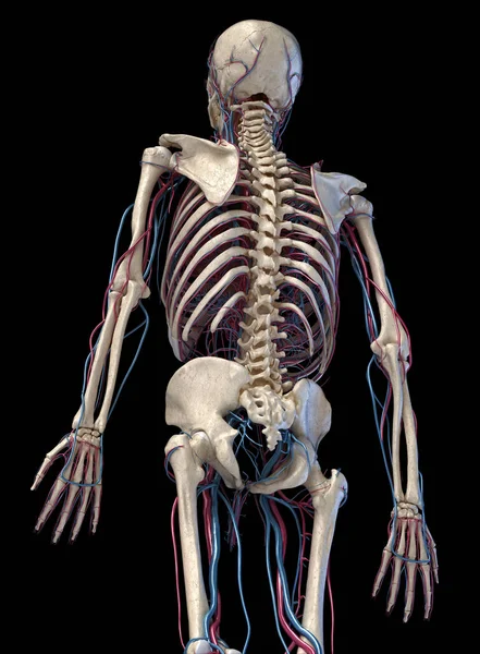 Human skeleton with veins and arteries. 3/4 upper part, back side. — Stock Photo, Image