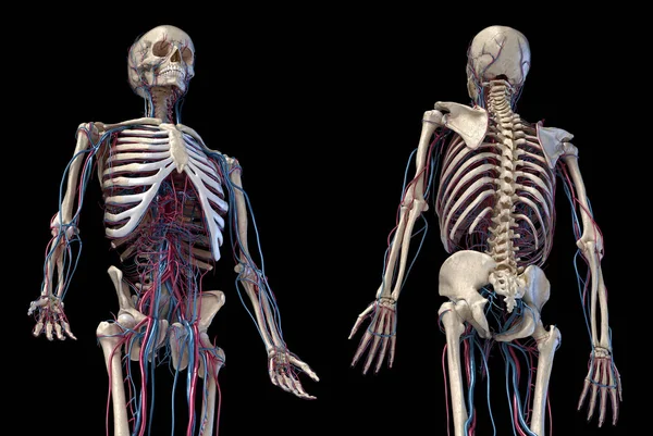 Human skeleton with veins and arteries. 3/4 upper part, Front and back views. — Stock Photo, Image