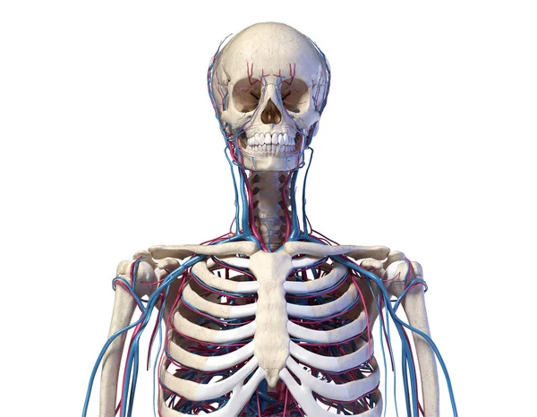 Ανατομία ανθρώπινου κορμού. Σκελετός με φλέβες και αρτηρίες. Μπροστινή όψη. — Φωτογραφία Αρχείου