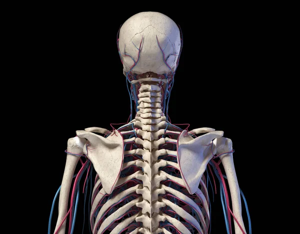 Anatomia do tronco humano. Esqueleto com veias e artérias. Visão traseira — Fotografia de Stock