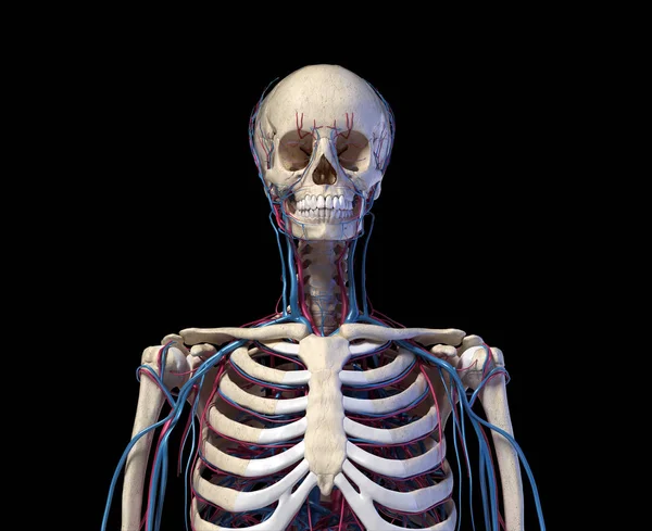 Anatomía del torso humano. Esqueleto con venas y arterias. Vista frontal . — Foto de Stock