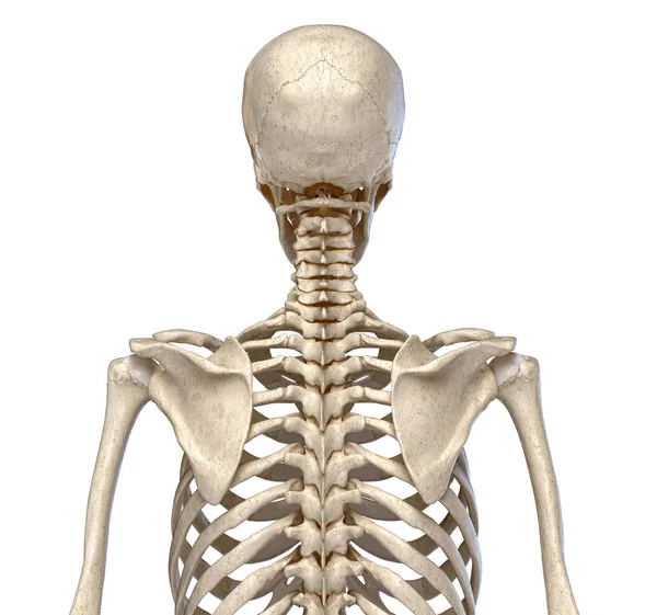 Menselijke anatomie, skelet systeem van de romp. Achteraanzicht. — Stockfoto