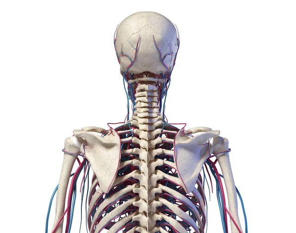 Menselijke torso anatomie. Skelet met aders en slagaders. Achteraanzicht — Stockfoto