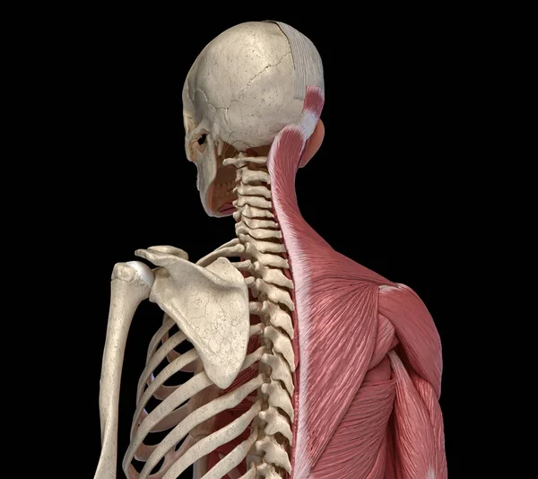 Menselijk lichaam, romp skelet en gespierde systemen, terug perspectief weergave. — Stockfoto