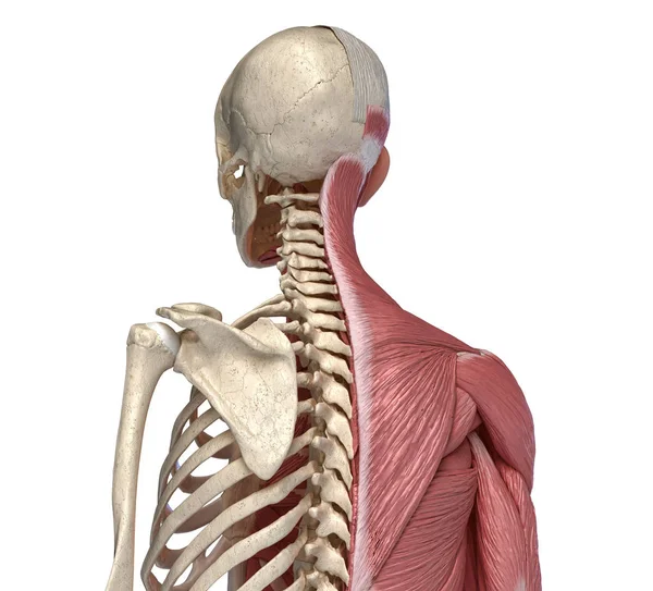 Cuerpo humano, torso esquelético y sistemas musculares, vista retrospectiva . —  Fotos de Stock