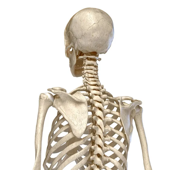 Menselijke anatomie, skelet systeem van de romp. Aanzicht achterzijde perspectief. — Stockfoto