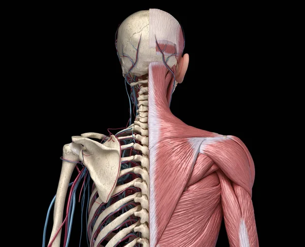 Human Torso skeleton with muscles, veins and arteries. Back view — Stock Photo, Image