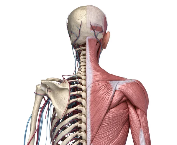 Esqueleto del torso humano con músculos, venas y arterias. Vista trasera — Foto de Stock