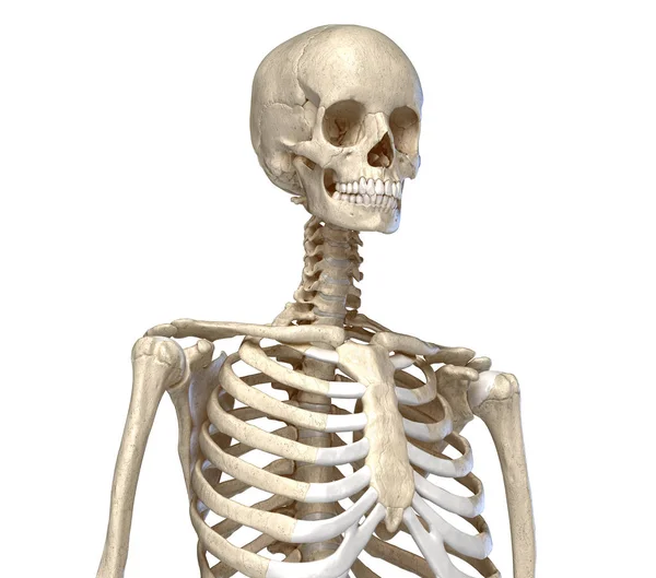 Lidská anatomie, skeletální systém trupu. Pohled zepředu. — Stock fotografie