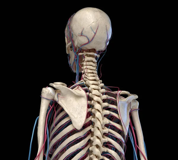 Menselijke torso anatomie. Skelet met aders en slagaders. Terug parspective weergave. — Stockfoto