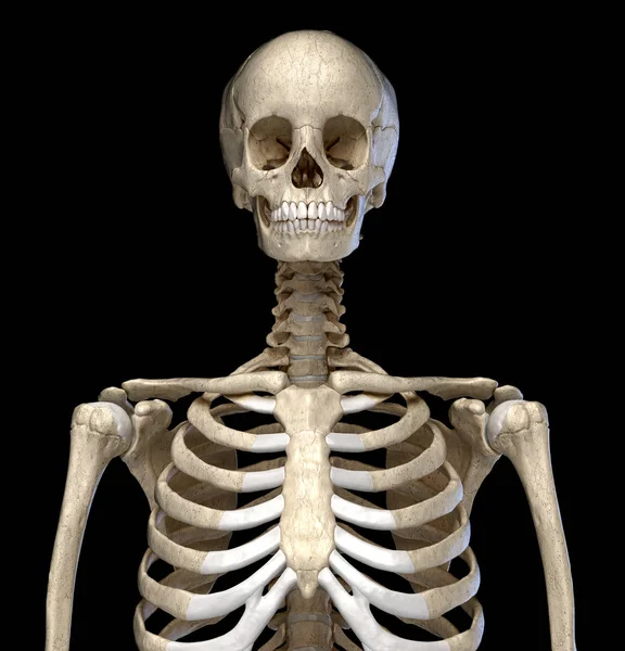 Lidská anatomie, skeletální systém trupu. Pohled zepředu. — Stock fotografie