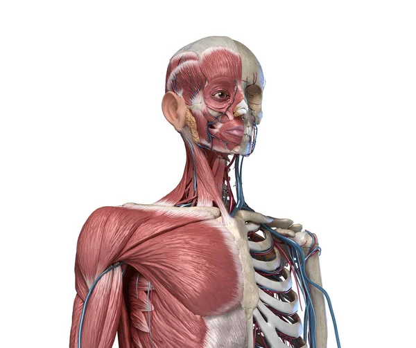 Ludzki szkielet tułowia z mięśniami, żyłami i tętnicami. Widok perspektywiczny z przodu. — Zdjęcie stockowe