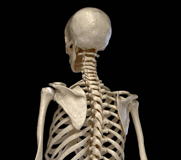 Lidská anatomie, skeletální systém trupu. Zobrazení zadní perspektivy. — Stock fotografie