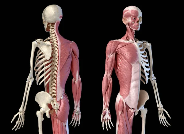 Menselijke anatomie, 3/4 figuur gespierde en skelet systemen, perspectief terug en vooraanzicht. — Stockfoto