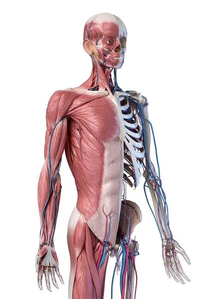 Kaslar, damarlar ve arterler ile Insan 3 / 4 vücut iskeleti. 3d İllüstrasyon. — Stok fotoğraf