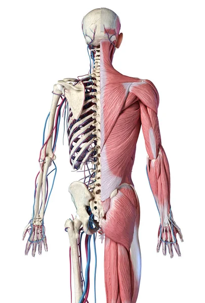 Esqueleto humano de 3 / 4 cuerpos con músculos, venas y arterias. Vista trasera . — Foto de Stock