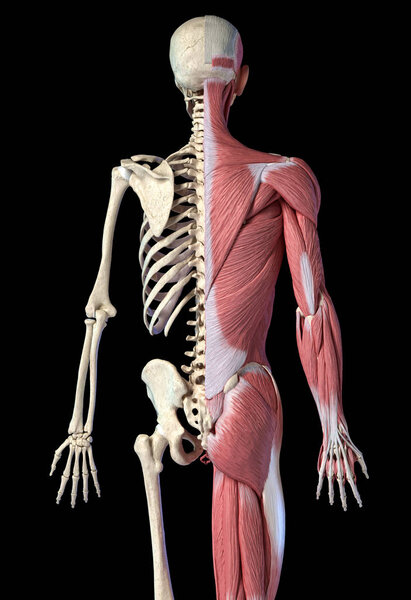 Human male anatomy, 3 / 4 figure muscular and skeletal systems, rear view
.