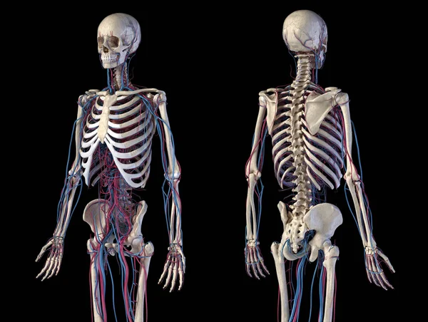 Menselijk lichaam anatomie. Skelet met aders en slagaders. Voor-en achterzichten. — Stockfoto