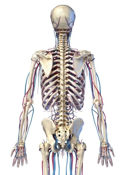 Menselijk lichaam anatomie. Skelet met aders en slagaders. Achteraanzicht. — Stockfoto