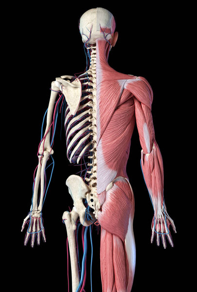 Human 3/4 body skeleton with muscles, veins and arteries. Rear view.