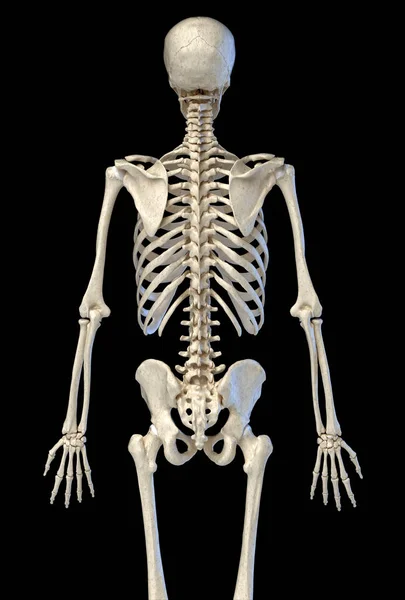 Menselijke anatomie, botskelet gezien vanaf de achterkant. — Stockfoto