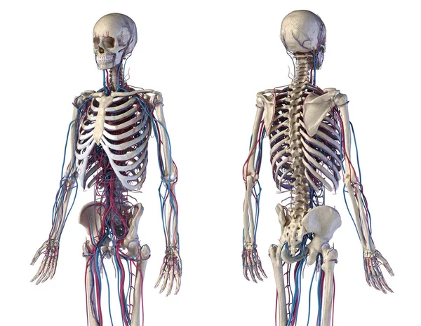 Η ανατομία του ανθρώπινου σώματος. Σκελετός με φλέβες και αρτηρίες. Μπροστινές και πίσω Προβολές. — Φωτογραφία Αρχείου