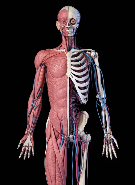 Esqueleto humano de 3 / 4 cuerpos con músculos, venas y arterias. Vista frontal . — Foto de Stock