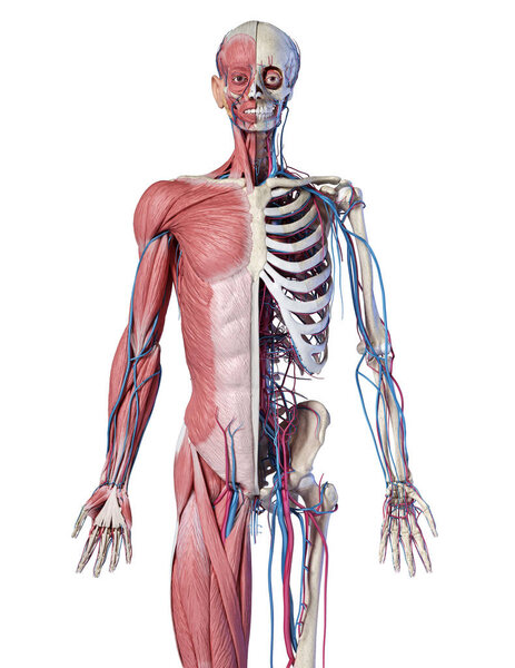 Human 3/4 body skeleton with muscles, veins and arteries. Front view.