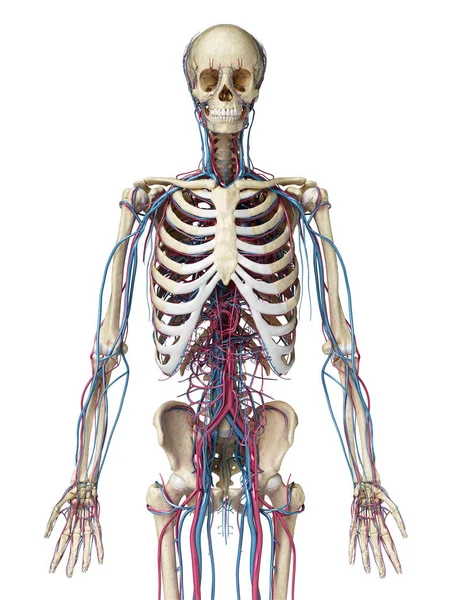 Анатомія людського тіла. Скелет з венами та артеріями. Вид спереду — стокове фото