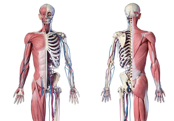 筋肉、静脈および動脈が付いている人間の3/4ボディ骨格。前面と背面のビュー. — ストック写真