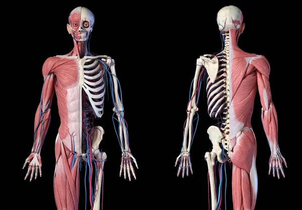 Menschliches 3 / 4 Körperskelett mit Muskeln, Venen und Arterien. Vorder- und Rückansichten. — Stockfoto