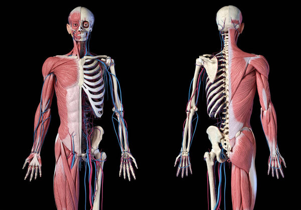 Human 3/4 body skeleton with muscles, veins and arteries. Front and back views.
