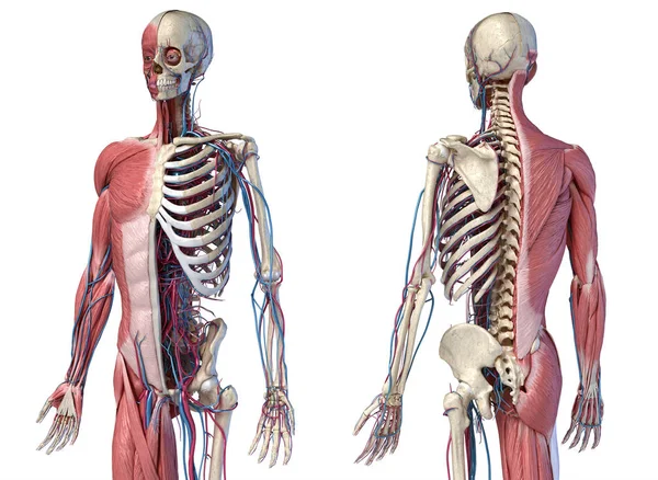 Esqueleto humano de 3 / 4 cuerpos con músculos, venas y arterias. Perspectiva Vista frontal y trasera . — Foto de Stock