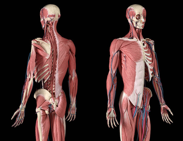 Human 3/4 body skeleton with muscles, veins and arteries. Perspective front and back views.