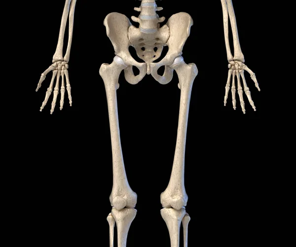 Menselijke anatomie, heup, ledematen en handen skelet. Achteraanzicht. — Stockfoto