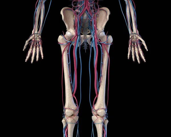 Anatomía del cuerpo humano. Cadera, piernas y manos Esqueleto con venas y arterias . — Foto de Stock