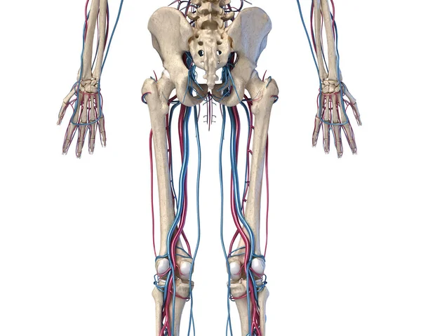 Menselijk lichaam anatomie. Heup, benen en handen skelet met aders en slagaders. — Stockfoto