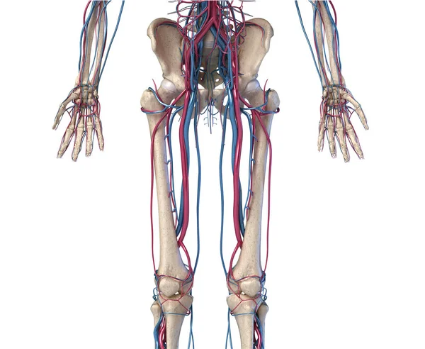 Az emberi test anatómiája. Csípő, lábak és kezek a csontváz a vénák és az artériák. — Stock Fotó
