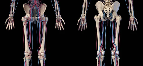 Menselijk lichaam anatomie. Heup, benen en handen skelet met aders en slagaders. — Stockfoto