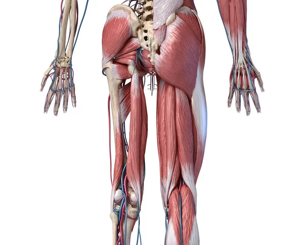 Анатомия человека, конечности и скелет бедра, мышечная и сердечно-сосудистая системы . — стоковое фото