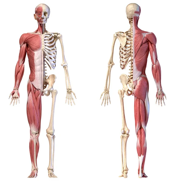 Anatomia dei sistemi muscolari e scheletrici maschili umani, vista anteriore e posteriore . Foto Stock Royalty Free