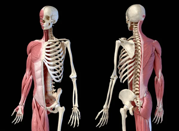 Human male anatomy, 3 / 4 figure muscular and skeletal systems, front and back perspective views . Лицензионные Стоковые Изображения