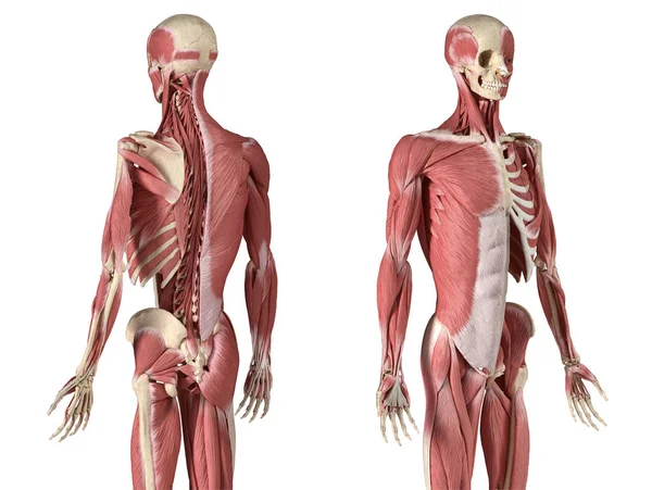 Human male anatomy, 3 / 4 figure muscular and skeletal systems, back and front perspective views . Стоковое Фото