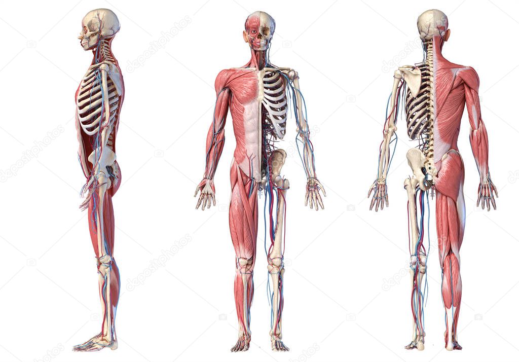 3d Illustration of Human full body skeleton with muscles, veins and arteries.