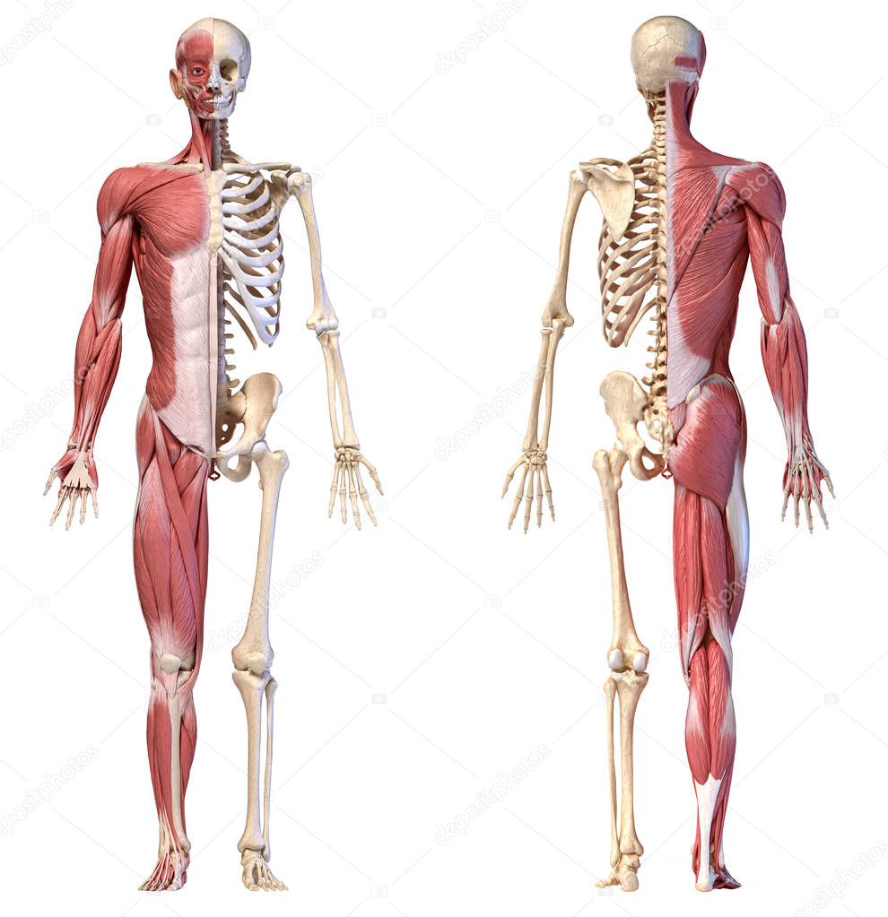 Anatomy of human male muscular and skeletal systems, front and rear views.