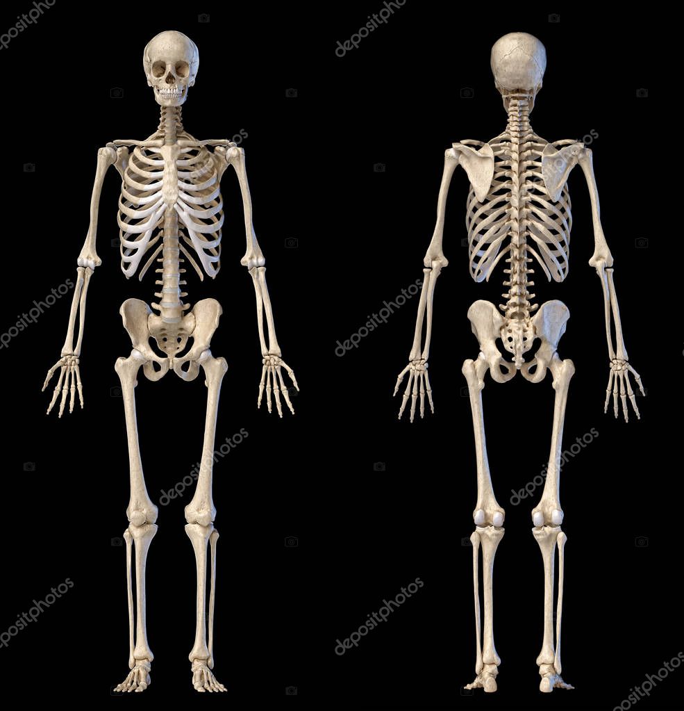 Figura completa del esqueleto masculino humano. Vistas frontal y trasera —  Foto de stock © Pixelchaos #308705942, image size:985x1023