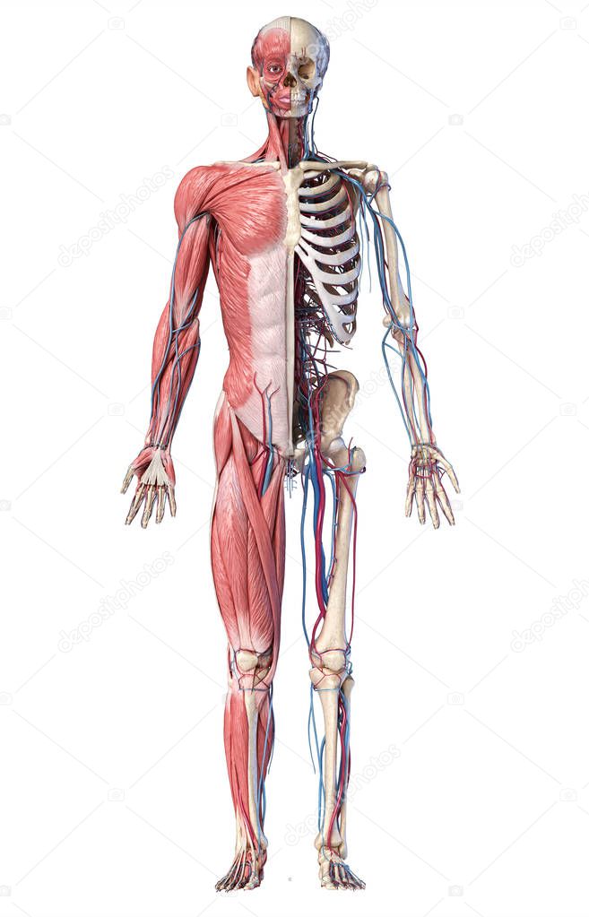 3d Illustration of Human full body skeleton with muscles, veins and arteries.